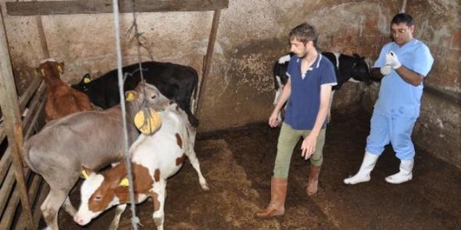 Şarbonlu etlerin piyasaya sürüldüğü iddiası yalanlandı