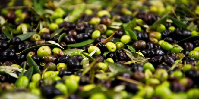 Zeytin ve zeytinyağı ihracatında tarihi rekor