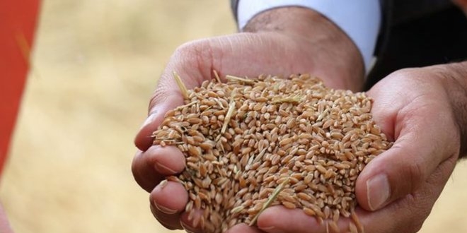 Buğday üretiminde düşüş sürüyor! Dünyanın 26 günlük buğdayı kaldı