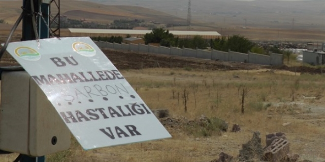 Silivri'de 'şarbon' karantinası