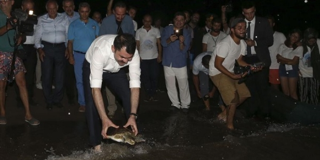 Bakan Kurum caretta carettaları denizle buluşturdu