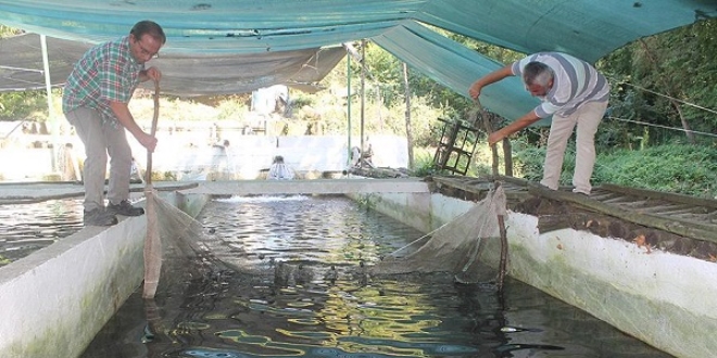 Baraj ve kaynak suyunda yılda 150 ton balık üretiyor