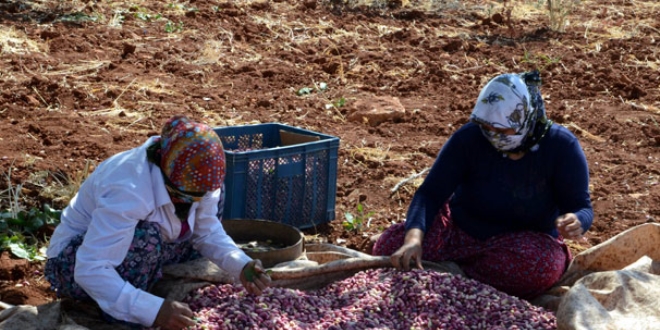 'Yeil Altn' iin hasat zaman