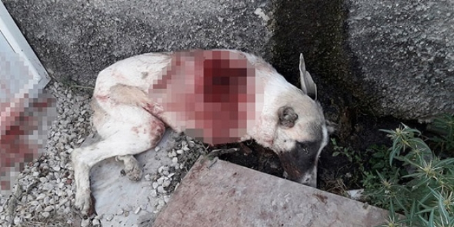 Bahçesine giren köpeği tüfekle vurup öldürdü