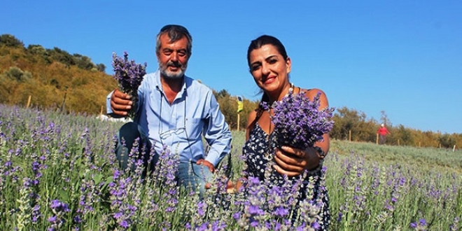 Lavanta yağının kilosunu 100 Euro'ya satıyor