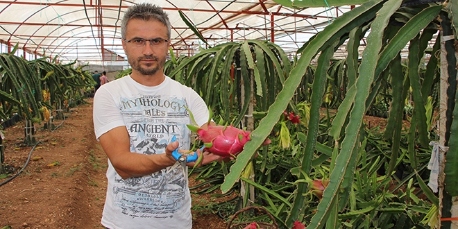 Kurtuluşu Pitaya meyvesinde buldu