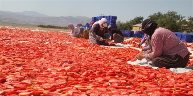 Kuruttuu tonlarca domatesi dnyaya satyor