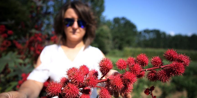 Tıbbi ve aromatik bitki üretimine akademik destek