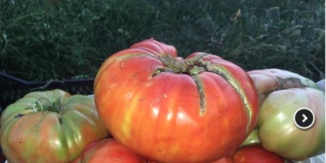 Organik domatesler 1 kilogram at