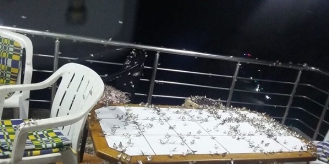 Bartın'da köyü kelebekler istila etti