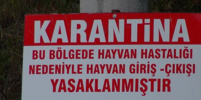Kocaeli'de şarbon paniği; 3 köy karantinaya alındı