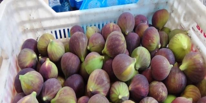 Siyah incir fiyatı dövizi solladı