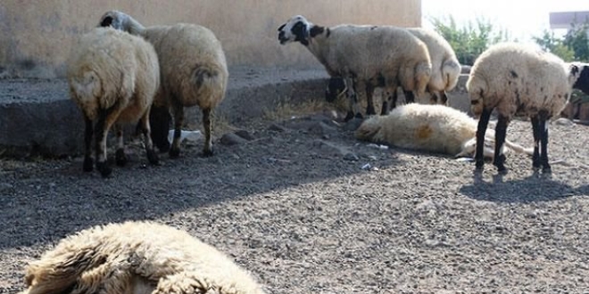 Diyarbakır Valiliği'nden 'şarbon' açıklaması