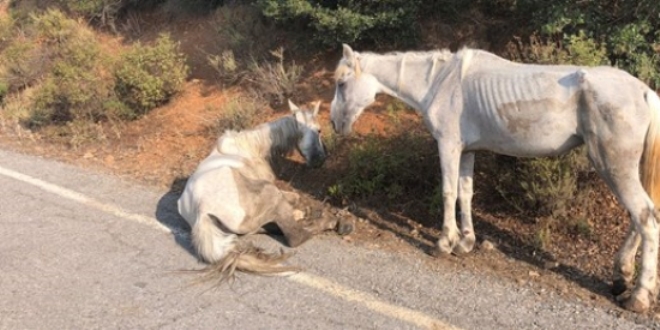 Büyükada'da yine yürek sızlatan görüntü