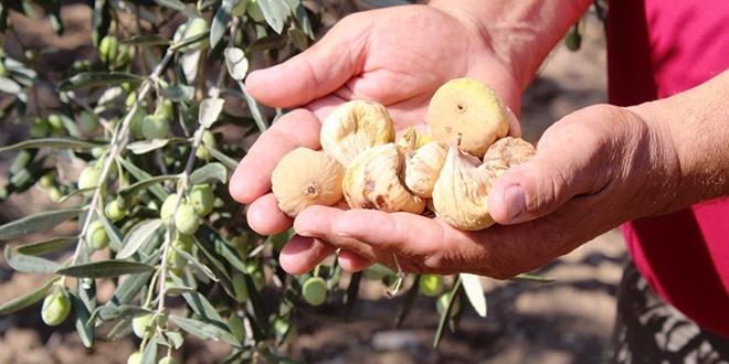 Zeytin sineği zararlısına incir ağaçlı koruma