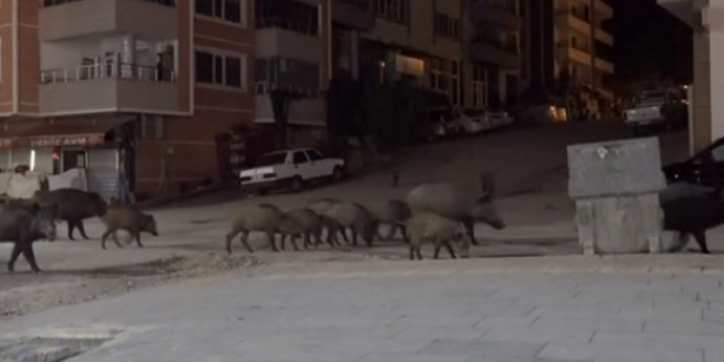 Yaban domuzları şehir merkezine indi