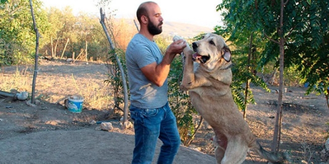 Köpek merakı geçim kaynağı oldu