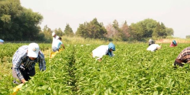 Belediye başkanları tarlada biber topladı