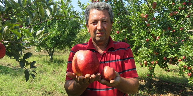 1 kilo 105 gramlık elma şaşırttı