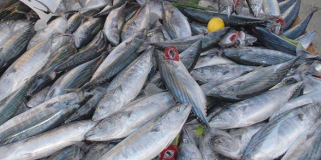 Akçakoca'da balıkçılar Karadeniz'den 40 ton palamutla döndü