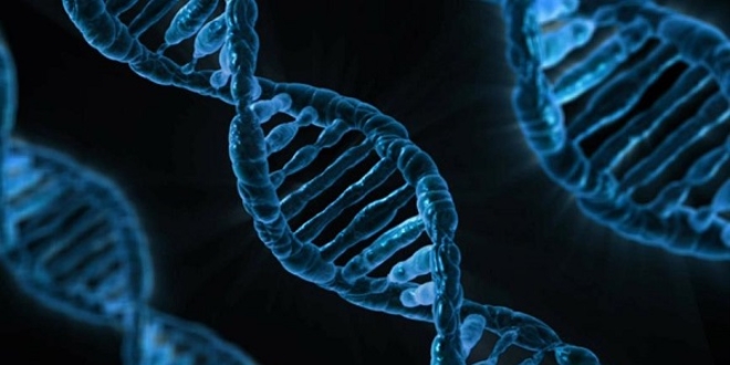 Tüketilen gıdanın DNA'ya 'net' etkileri tespit edildi