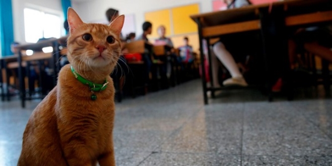 Kedi 'Tombi' yaz tatilinin ardından okula döndü