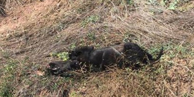 Bolu'da vahşet! Yavru köpekleri ağaca asıp ateş etmişler
