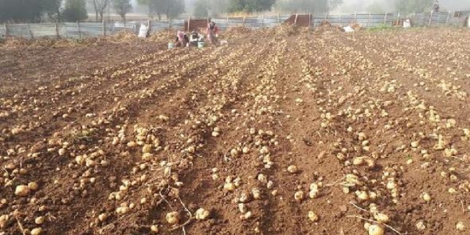 Tokat'ta beyaz patates hasadı başladı