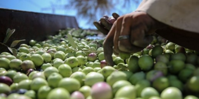 Bursa'da 10 yılın en yüksek zeytin rekoltesi beklentisi