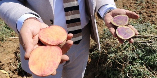 İlk yerli, milli ve renkli patates hasat edildi