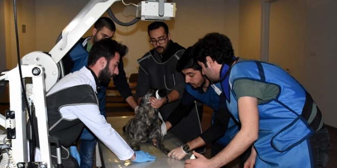 KKÜ Veterinerlik hayvan sevgisiyle en iyi 300 fakülte arasına girdi