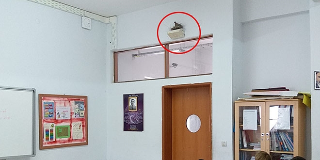 Sınıflarında davetsiz misafirle ders yapıyorlar