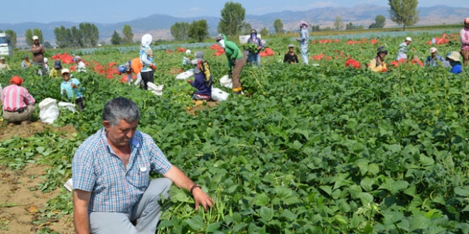 Tarlada 3 liradan satılıyor!