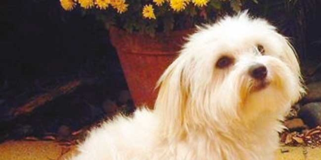 Boşanma davasında köpeğe velayet