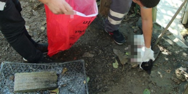 Sarıyer'de bacakları kesilmiş iki kedi ölüsü bulundu