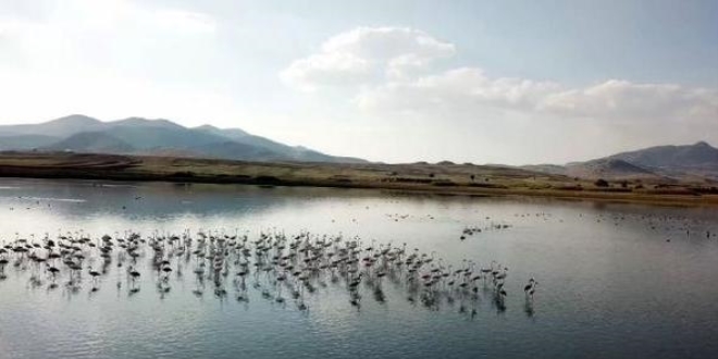 Karataş Gölü'ne flamingo akını