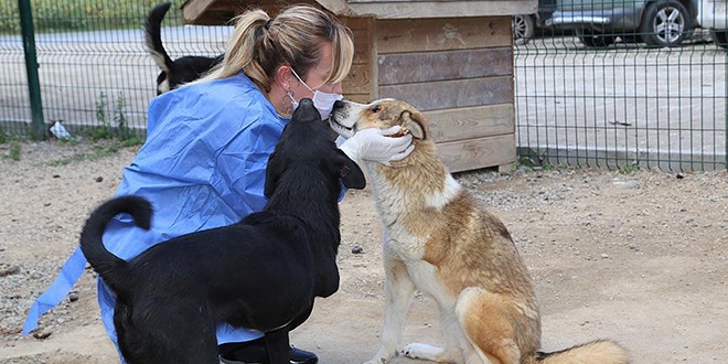 Veterinerler, sokak köpeklerine gözü gibi bakıyor