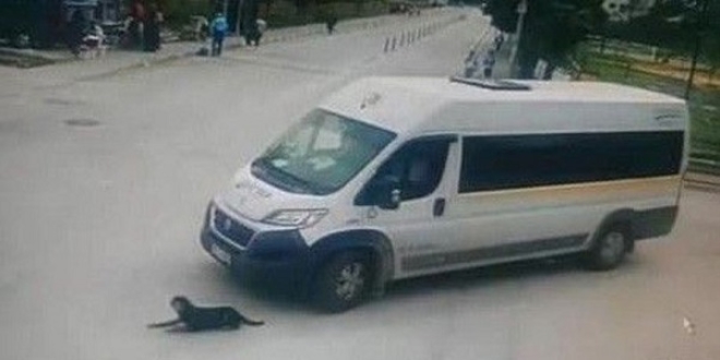 Bursa'da köpeği ezen şoförün işine son verildi