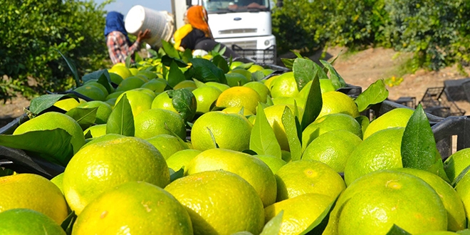 İhracatlık mandalina hasadı başladı