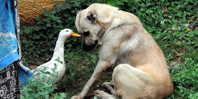 Ördek ile köpeğin şaşırtan dostluğu
