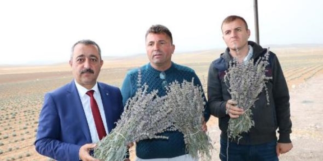 Niğde lavanta üretiminde söz sahibi olmak istiyor