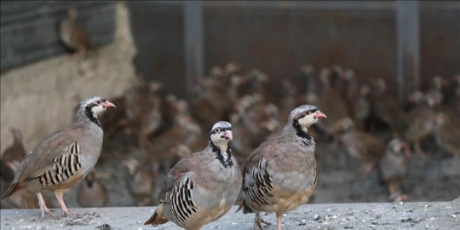 'Kenesavar' keklik ve tavuklar Yozgat'ta retiliyor