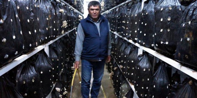 Mantardan istediği verimi aldı, işleri genişletti