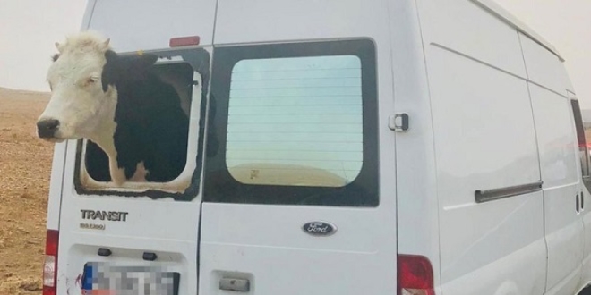 Çaldıkları minibüsle hayvan çalan 2 kişi yakalandı