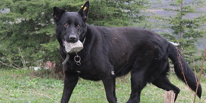 Yavrularını kaybeden köpek, taşı yavrusu sanıyor