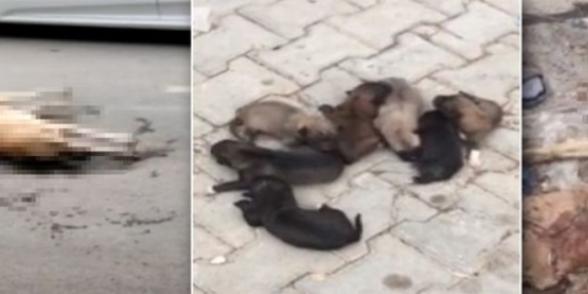 Mardin'de onlarca köpeği zehirleyerek öldürdüler