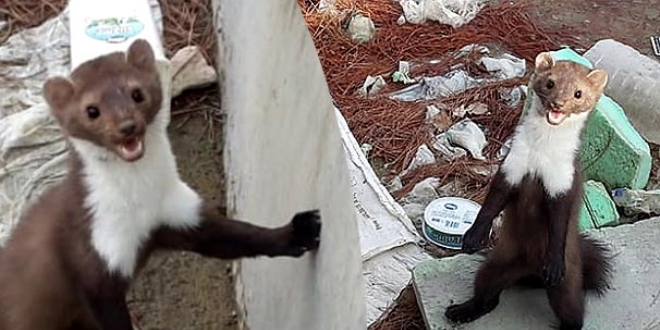 Sulama kanalına düşen sansarı vatandaşlar kurtardı