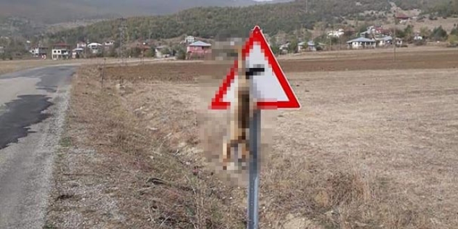 Tilkiyi öldürüp trafik levhasına astılar