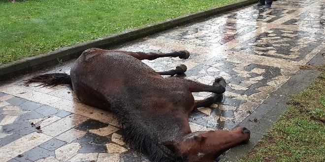 Çocuk parkına terk edilen at çocukların gözleri önünde çırpına çırpına can verdi