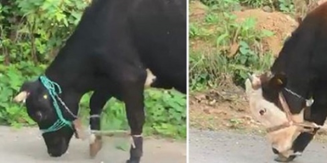 Hayvanların bu görüntüsü sosyal medyada tepki çekti